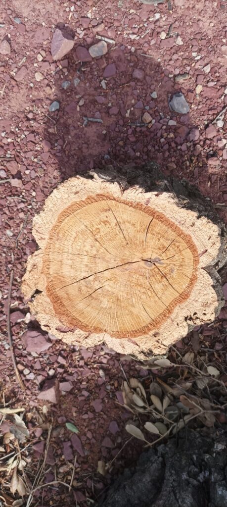 estructura macroscópica de la madera